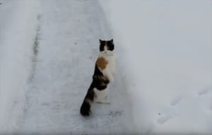 雪景色を見て驚き過ぎたニャンコ…まるで人間のように直立で一面を見渡す姿がかわいすぎる！