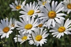 カモミールの花言葉は?世界最古のハーブには力強い花言葉があった!