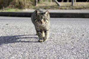 地域猫におすすめの餌・おやつを紹介！魚はNG・ルールを守って