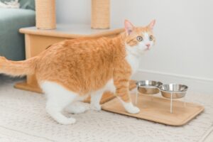 【おすすめ】猫の健康を考えた二大食材がチキンとサーモン(鮭)である理由とは？