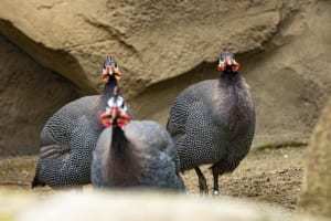 「ホロホロチョウ」は七面鳥と混合されてきた歴史もあるけれど・・、違う鳥なので気を付けて！