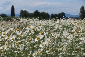 カモミールの花言葉は?世界最古のハーブには力強い花言葉があった!