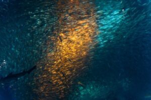 なぜ魚は光に集まるのか？習性をもつ魚種や夜釣りで活用する方法も解説