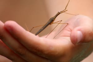 ミズカマキリ、その名や姿とは違ってカマキリの仲間ではない?!あのくさ〜い昆虫の仲間なんです!!
