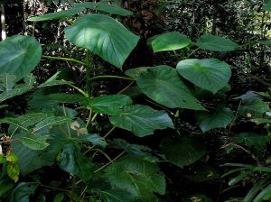 “自殺植物”に触れた人の末路… 嘔吐レベルの激痛が半年以上継続「他の痛みの10倍以上酷い」
