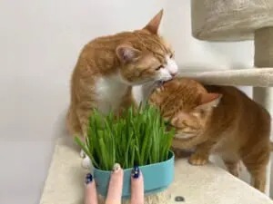 猫草と間違えちゃった？勢いあまって兄弟猫の耳をガブリ