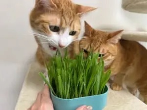 猫草と間違えちゃった？勢いあまって兄弟猫の耳をガブリ