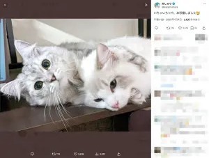 「ちょっと、今いいところなのに」イチャイチャする兄弟猫、飼い主さんはお邪魔？