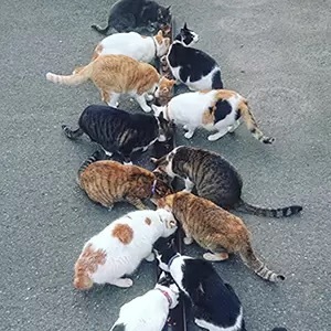 猫好きなら一度は行きたい! じゃらんが選ぶ猫スポット5選