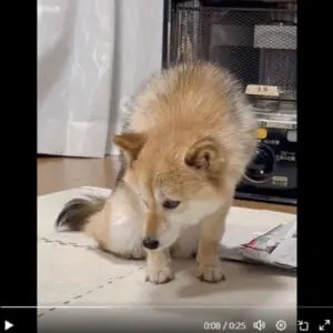 「お薬飲みたくない……」わかりやすくしょんぼりする柴犬に12万いいね