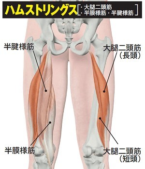 ボディビル世界王者が解説「バリバリのハムストリングスの秘密」