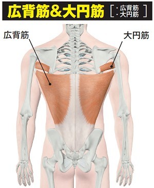 ボディビル世界王者が解説「背中の厚みをつけるロウイング系種目」