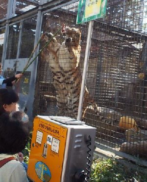 茶臼山動物園で餌やり体験！