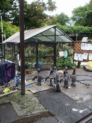 長野／小諸市動物園のペンギン餌付けが意外（？）に面白い！