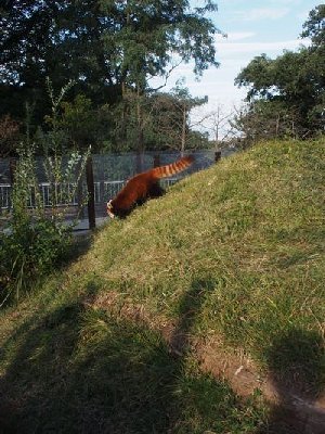 茶臼山動物園で餌やり体験！