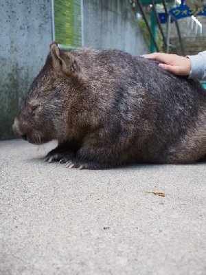 茶臼山動物園で餌やり体験！