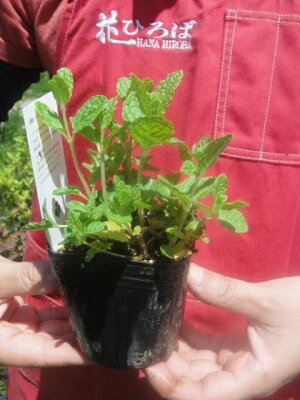 危険すぎるミントの繁殖力と再生力！庭に地植えしてはいけない理由はコレ！