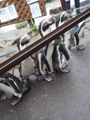 長野／小諸市動物園のペンギン餌付けが意外（？）に面白い！