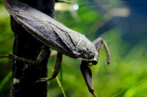 ミズカマキリ、その名や姿とは違ってカマキリの仲間ではない?!あのくさ〜い昆虫の仲間なんです!!