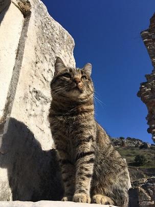 トルコはとにかく猫がたくさん！10日間の周遊で100匹以上撮影できました！