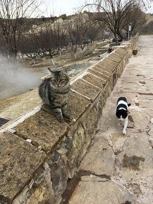 トルコはとにかく猫がたくさん！10日間の周遊で100匹以上撮影できました！