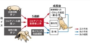 「母から十分な教育を受けたイヌ」はストレスに強くなることが判明