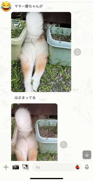 なにやってんの？娘からのLINEに映る愛犬の行動に爆笑