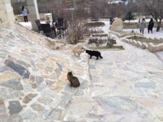 トルコはとにかく猫がたくさん！10日間の周遊で100匹以上撮影できました！