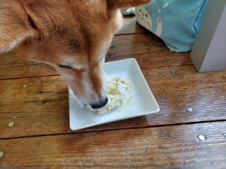 【連載】旦那めし。番外編！島根へ小旅行！愛犬と一緒に楽しめるスポットを紹介！