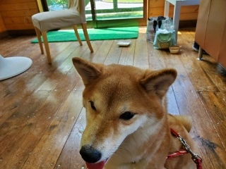 【連載】旦那めし。番外編！島根へ小旅行！愛犬と一緒に楽しめるスポットを紹介！