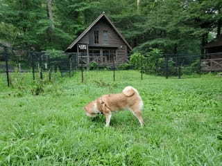 【連載】旦那めし。番外編！島根へ小旅行！愛犬と一緒に楽しめるスポットを紹介！