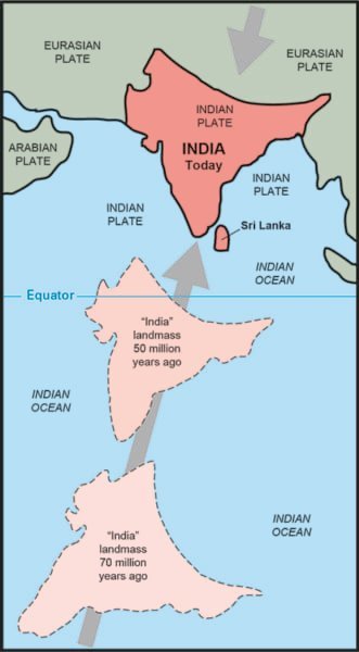 「ウマとサイは仲間」インドにあった化石から”共通の祖先”を復元、ウマのルーツが明らかに
