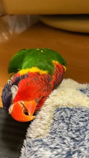 撫でてほしいアピールのインコさん　甘える表情がたまらないかわいさ