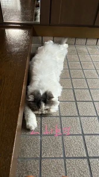 生き倒れ感満載の猫に爆笑　フローリングにドテーッ！