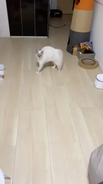 やんのかステップをミスった猫　勢いあまって「やんのかスリップ」に