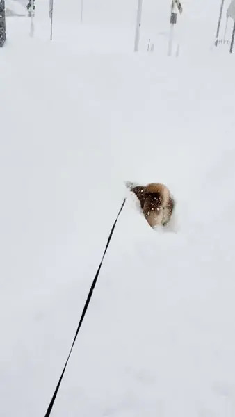 まるで「雪面の飛び魚」大雪にテンション爆上がりで飛び込む柴犬