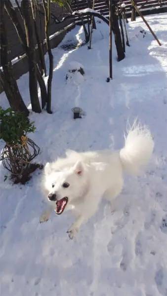 大迫力！凄い形相のスピッツ犬　実はただの食いしん坊