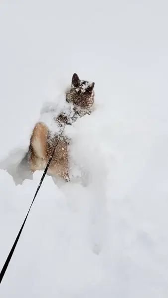 まるで「雪面の飛び魚」大雪にテンション爆上がりで飛び込む柴犬