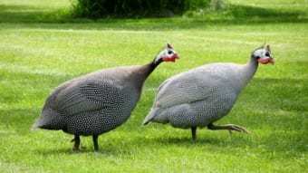 「ホロホロチョウ」は七面鳥と混合されてきた歴史もあるけれど・・、違う鳥なので気を付けて！