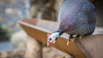 「ホロホロチョウ」は七面鳥と混合されてきた歴史もあるけれど・・、違う鳥なので気を付けて！