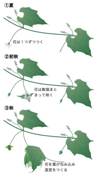 葉っぱで「温室」を作って防寒する不思議な花　発見者は日本人