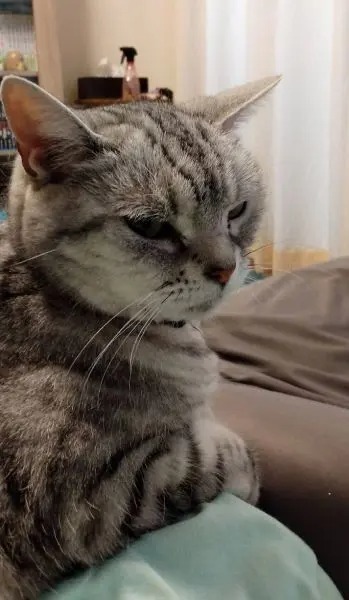 「お風呂に誘われています……」　眼光鋭く飼い主を待つ愛猫