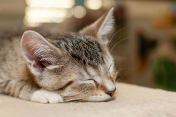 ネコを飼うためには最低120万円が必要？ペットの「生涯費用」をシミュレーション