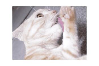 「ククク、この爪の錆にしてくれよう」　何かを企み中の猫ちゃん？