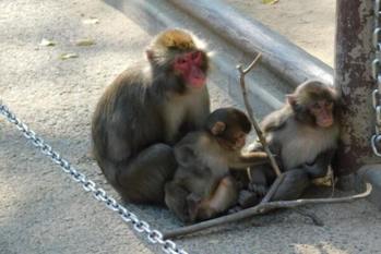 「高崎山自然動物園」で野生のニホンザルを見よう！料金、無料の日、猿がいない問題などを解説