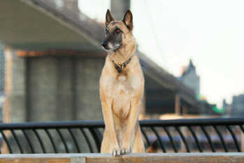 「ダウの犬」投資法とは？2020年最新銘柄や日本株への応用方法など、利回り重視のポートフォリオ概要を解説