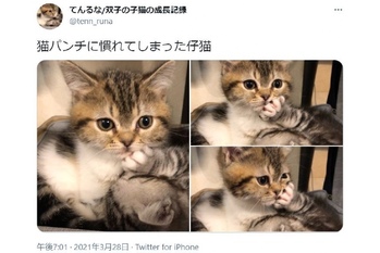効かないニャ　姉の猫パンチに無反応な妹猫