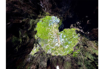 【鹿児島】縄文杉登山（屋久島）を詳しく解説