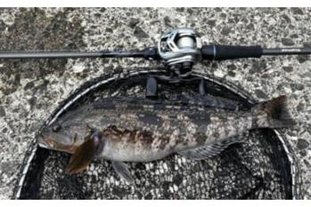 「北海道ロックフィッシュゲームがハイシーズン間近！」堤防で40cm級アイナメを好捕