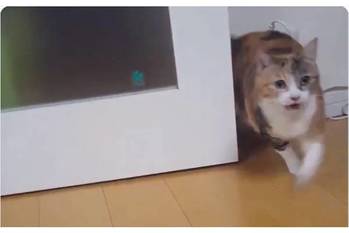 思わずヘビロテ？猫の美声に「CDデビューはまだ？」の声